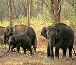 Madhumalai Wildlife Sanctuary