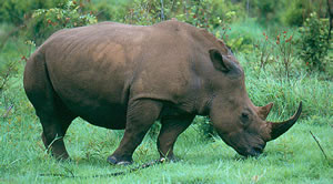 Rhinoceros Terrain
