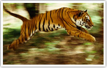 India Tiger Tour Package