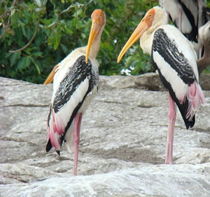 Ranganathittu Bird Sanctuary