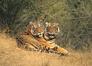 ranthambore-national-park