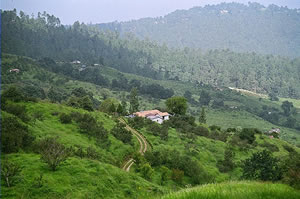 Tiffin Top
