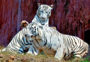 Indira Gandhi Zoological Park